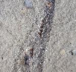 Leptolepis bronni AGASSIZ 1833 - Bild © FossNet FossilienStore